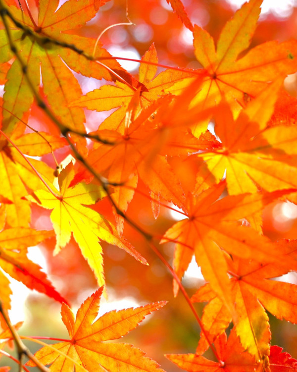 大阪紅葉｜facebook@萬博紀念公園 