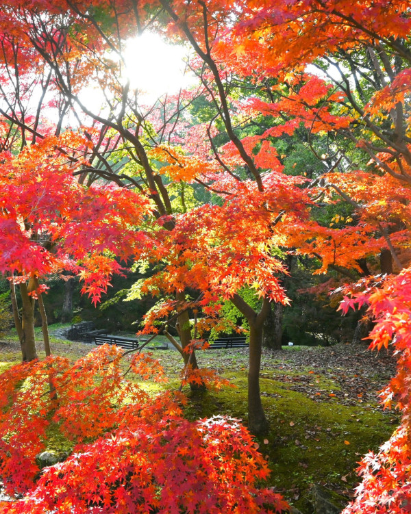 大阪紅葉｜facebook@萬博紀念公園 