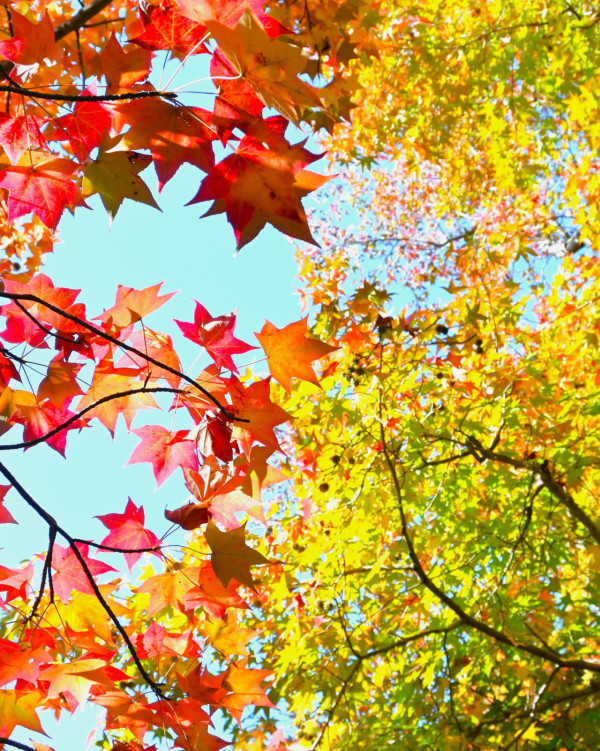 大阪紅葉｜facebook@萬博紀念公園 