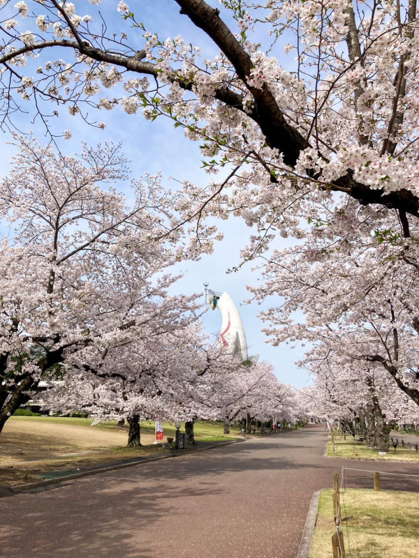 大阪紅葉｜facebook@萬博紀念公園 