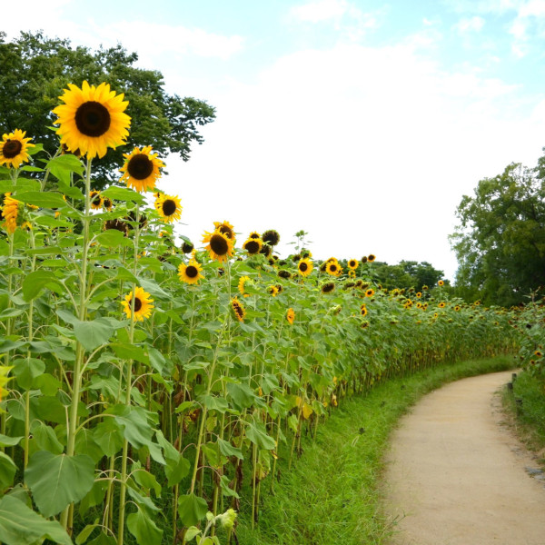 大阪紅葉｜facebook@萬博紀念公園 