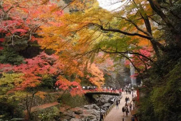 大阪紅葉｜相片來源：Osaka.Info、Japan Travel