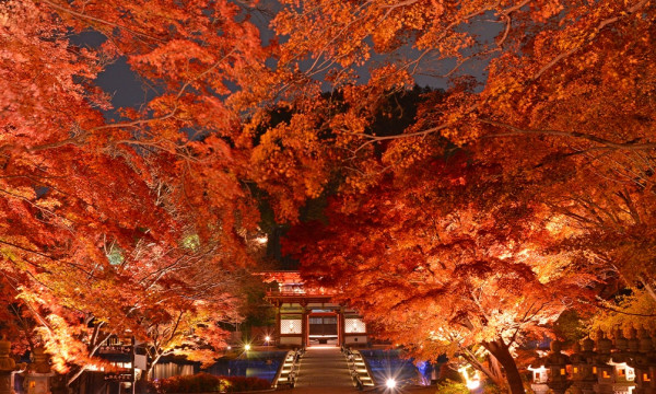大阪紅葉｜相片來源：Enjoy-Osaka-Kyoto-Kobe.com