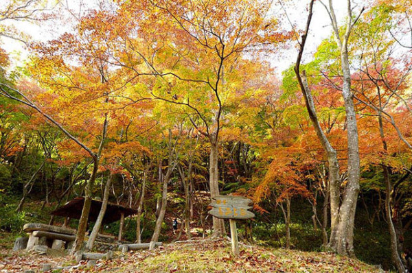 大阪紅葉｜相片來源：高槻市観光協会