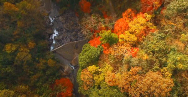 大阪紅葉｜相片來源：高槻市観光協会