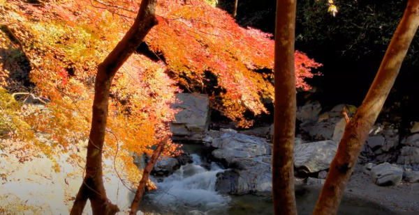 大阪紅葉｜相片來源：高槻市観光協会
