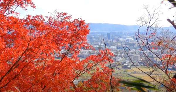 大阪紅葉｜相片來源：高槻市観光協会