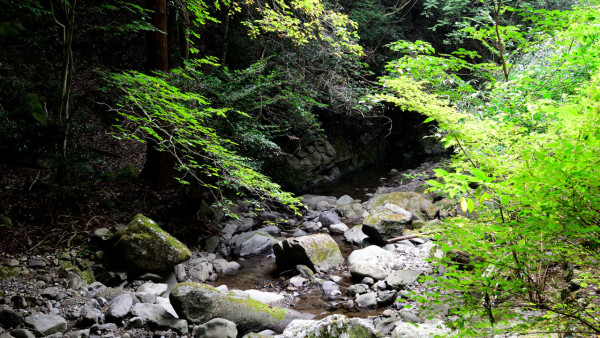 大阪紅葉｜相片來源：泉佐野市觀光協會