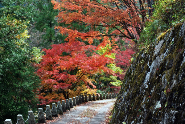 大阪紅葉｜相片來源：紅葉名所2023