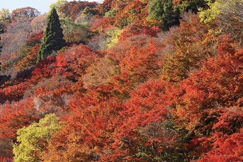 大阪紅葉｜相片來源：紅葉名所2023