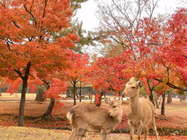 大阪紅葉｜相片來源：Weathernews.jp