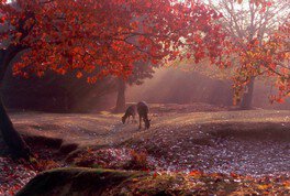 大阪紅葉｜相片來源：Weathernews.jp