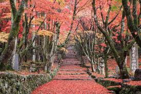 大阪紅葉｜相片來源：ANA