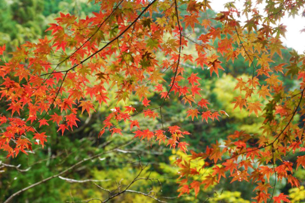 大阪紅葉｜相片來源：和歌山県観光連盟