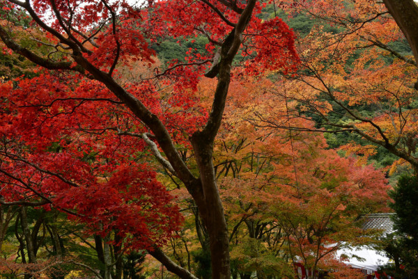 大阪紅葉｜相片來源：Nankai