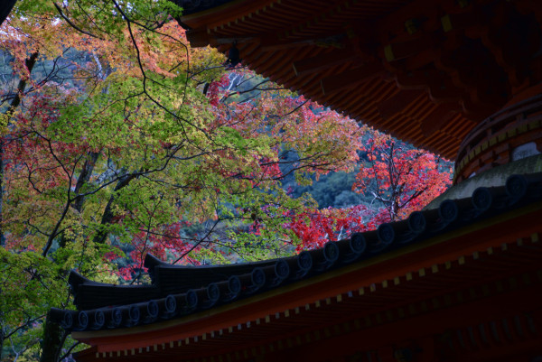 大阪紅葉｜相片來源：Nankai