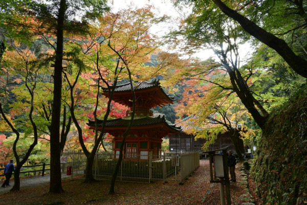 大阪紅葉｜相片來源：Nankai