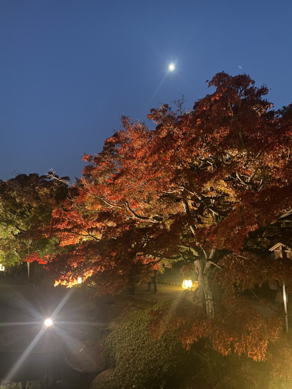 大阪紅葉｜相片來源：X@大仙公園日本庭園