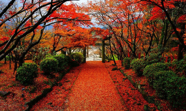 九州紅葉｜相片來源：ANA