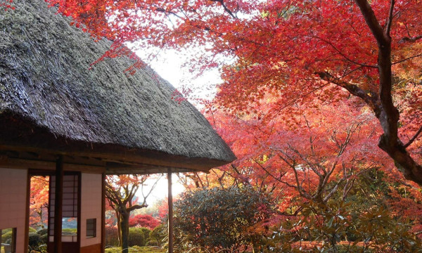 九州紅葉｜相片來源：ANA、nippon.com