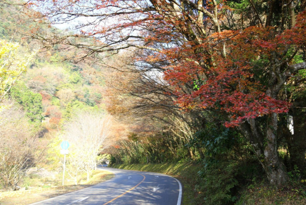 九州紅葉｜相片來源：中津耶馬溪觀光協會