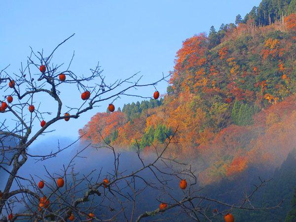 九州紅葉｜相片來源：熊本縣官網(Kumamoto offical)