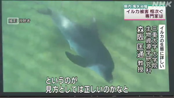 日本海豚被指控「性侵人類」攻擊48人！背後原因令人極心酸 