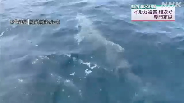 日本海豚被指控「性侵人類」攻擊48人！背後原因令人極心酸 