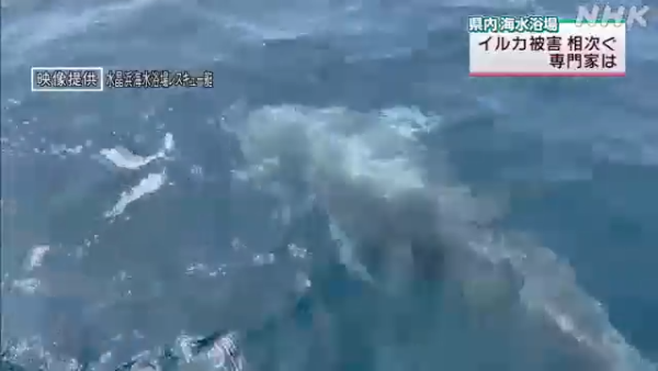 日本海豚被指控「性侵人類」攻擊48人！背後原因令人極心酸 