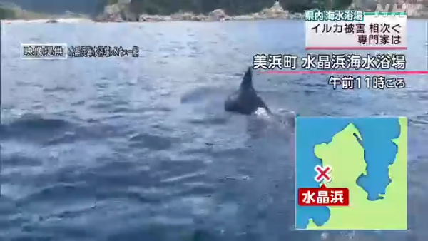 日本海豚被指控「性侵人類」攻擊48人！背後原因令人極心酸 