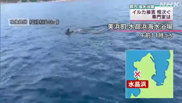 日本海豚被指控「性侵人類」攻擊48人！背後原因令人極心酸 