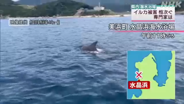 日本海豚被指控「性侵人類」攻擊48人！背後原因令人極心酸 
