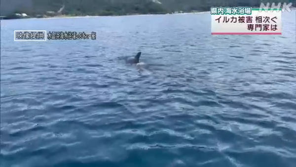 日本海豚被指控「性侵人類」攻擊48人！背後原因令人極心酸 