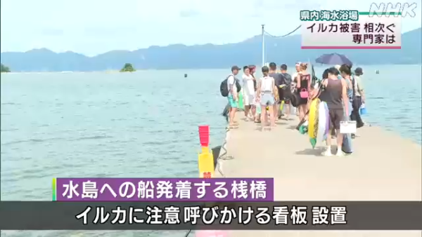 日本海豚被指控「性侵人類」攻擊48人！背後原因令人極心酸 