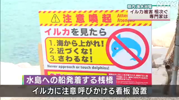 日本海豚被指控「性侵人類」攻擊48人！背後原因令人極心酸 