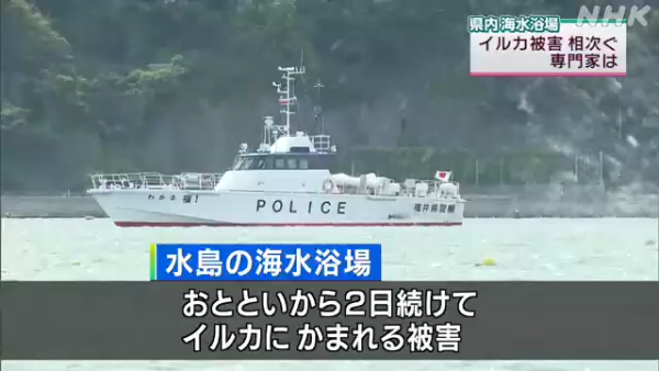日本海豚被指控「性侵人類」攻擊48人！背後原因令人極心酸 