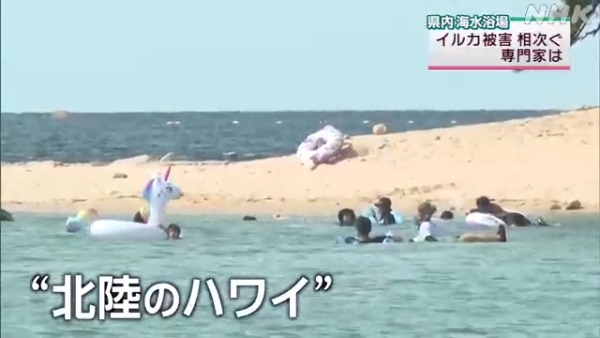 日本海豚被指控「性侵人類」攻擊48人！背後原因令人極心酸 