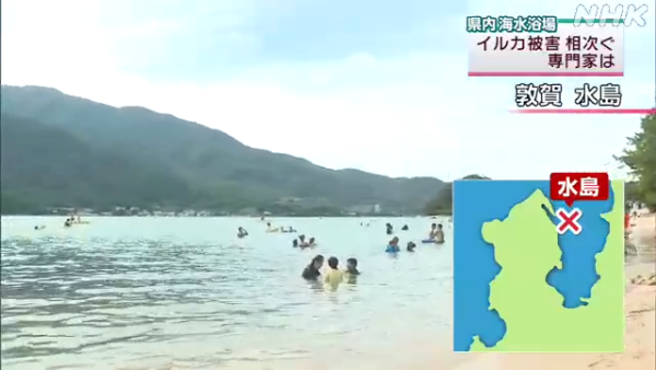 日本海豚被指控「性侵人類」攻擊48人！背後原因令人極心酸 