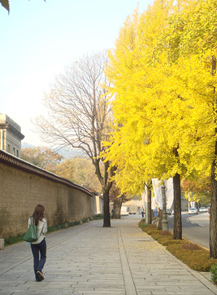 韓國紅葉｜相片來源：首爾市政府