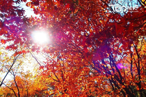 韓國紅葉｜相片來源：Topick@HKET