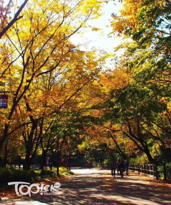 韓國紅葉｜相片來源：Topick@HKET