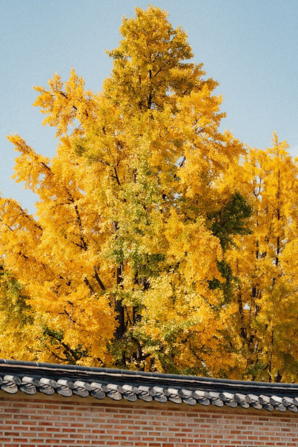 韓國紅葉｜相片來源：Visit Seoul Net