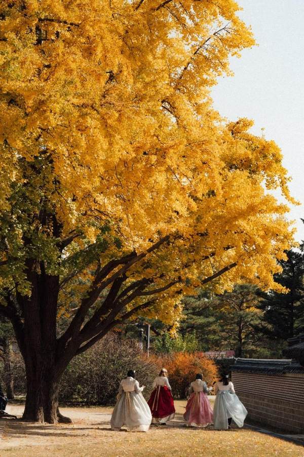 韓國紅葉｜相片來源：Visit Seoul Net