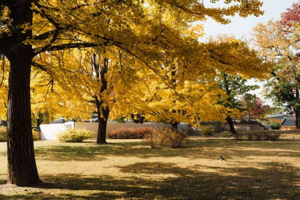 韓國紅葉｜相片來源：Visit Seoul Net