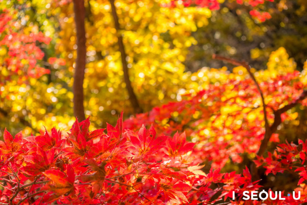 韓國紅葉｜相片來源：首爾市政府