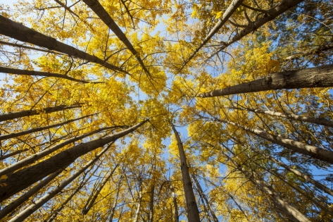 韓國紅葉｜相片來源：韓國觀光公社