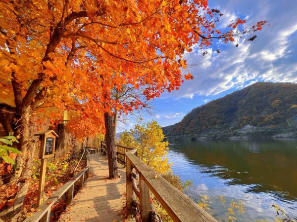 韓國紅葉｜相片來源：VisitKorea.com