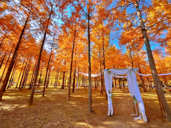 韓國紅葉｜相片來源：VisitKorea.com