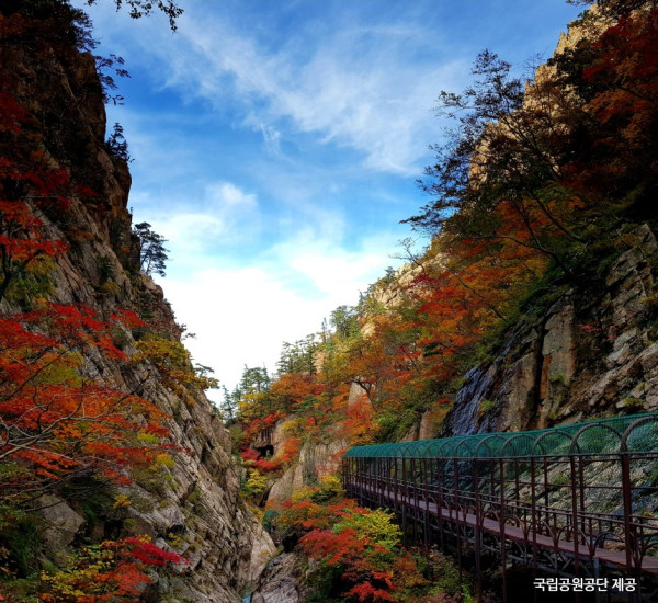 韓國紅葉｜相片來源：Visitkorea.com