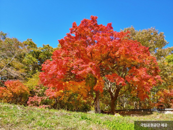 韓國紅葉｜相片來源：Visitkorea.com